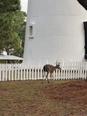 Odocoileus virginianus venatorius