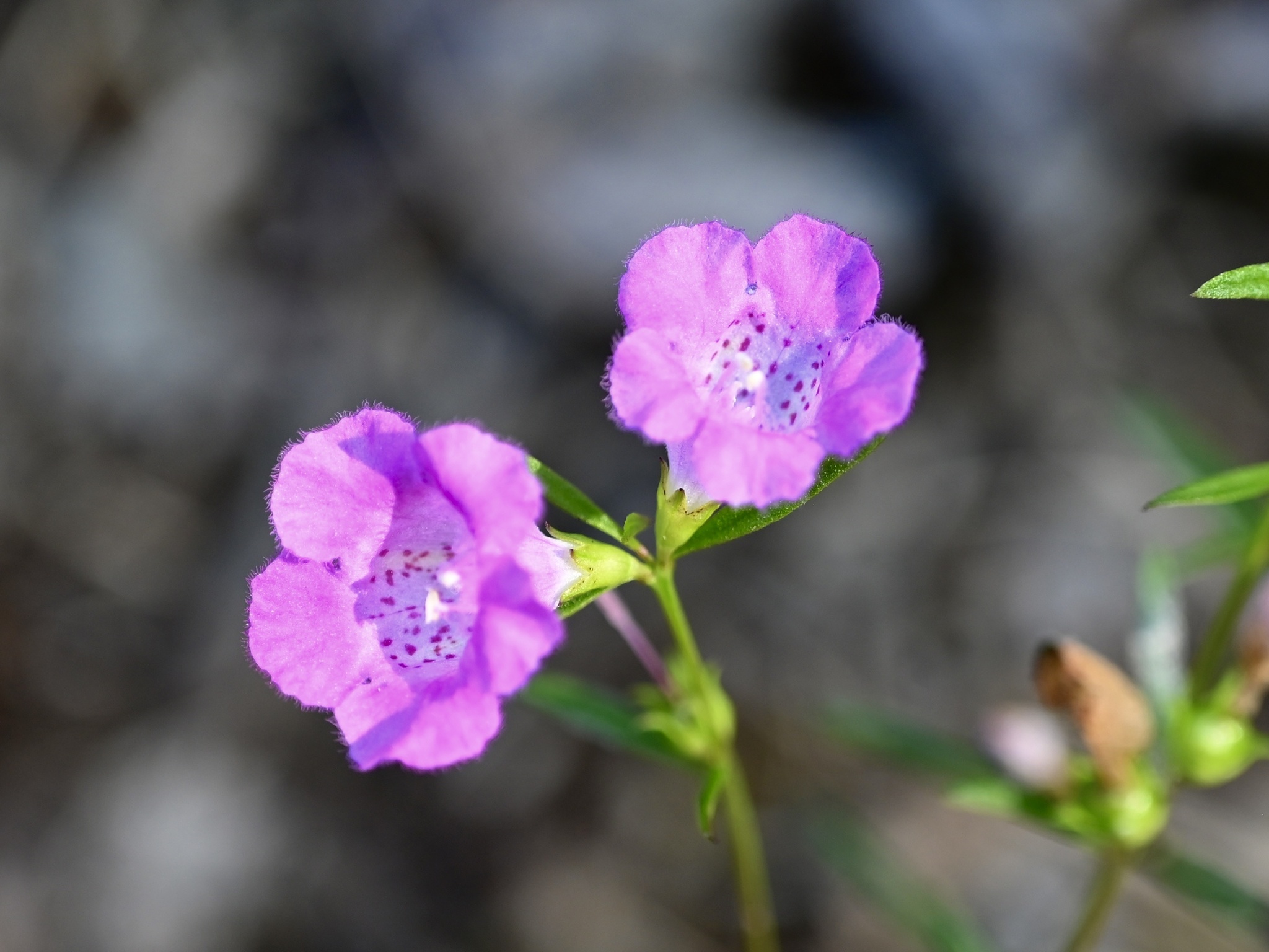 Agalinis purpurea