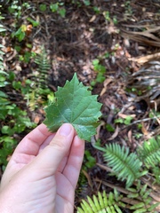 Vitis rotundifolia