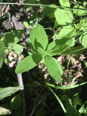 Lonicera dioica