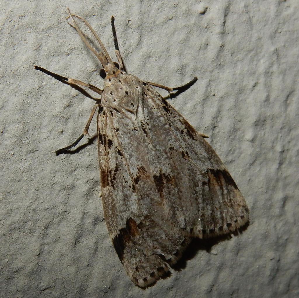 Cape Ivy Moth