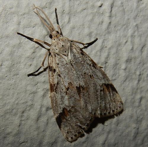 Galtara rostrata Wallengren, 1860