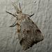 Cape Ivy Moth - Photo (c) Henry de Lange, some rights reserved (CC BY), uploaded by Henry de Lange