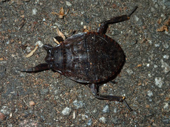 Abedus indentatus