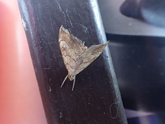 Scybalistodes periculosalis