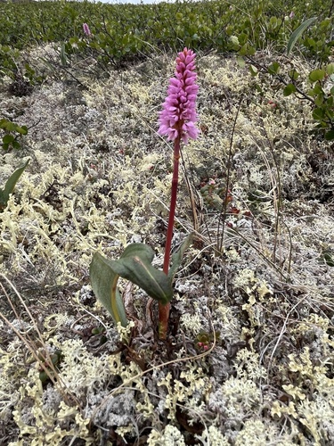 Image of Bistorta plumosa by no rights reserved