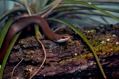 Chiapan Stripeless Snake photo 3