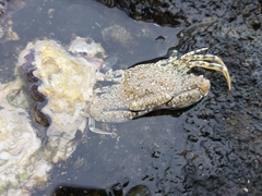 Cycloachelous granulatus