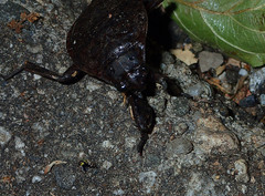 Abedus indentatus