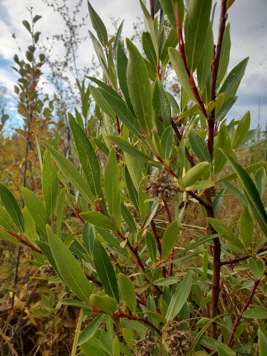 Image of Salix maccalliana by (c) J Straka, some rights reserved (CC BY)