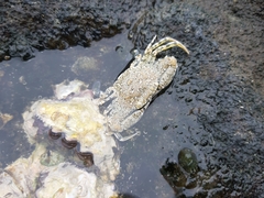 Cycloachelous granulatus