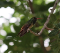 Amazilia yucatanensis