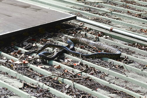 Australian Scrub Python sighting