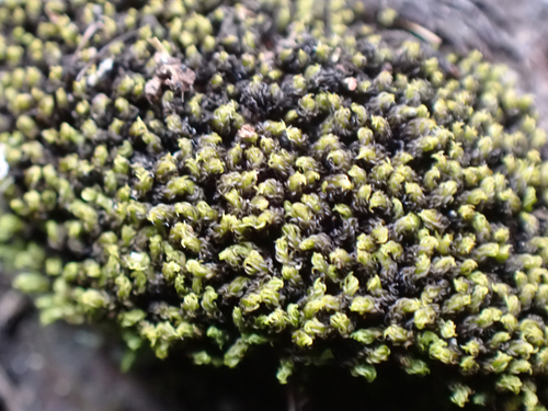 Grimmia torquata observed 2024-09-13