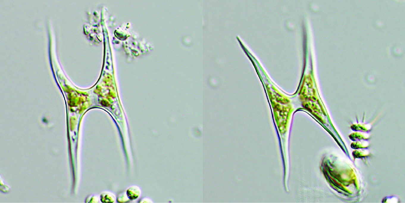 Tetraedron arthrodesmiforme