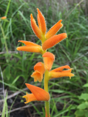 Dichromanthus aurantiacus