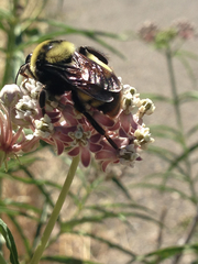 Bombus crotchii