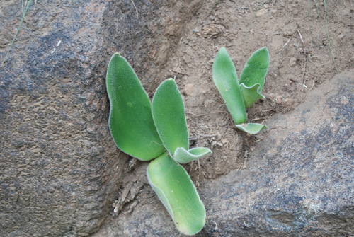 Haemanthus humilis image