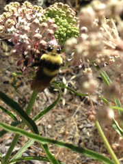 Bombus crotchii