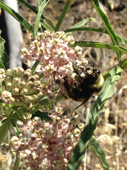 Bombus crotchii