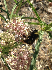 Bombus crotchii