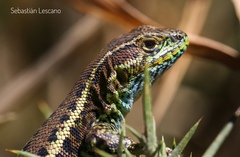 Painted Tree Iguana photo 5