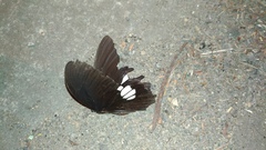 Papilio castor