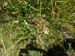 Oxypolis occidentalis