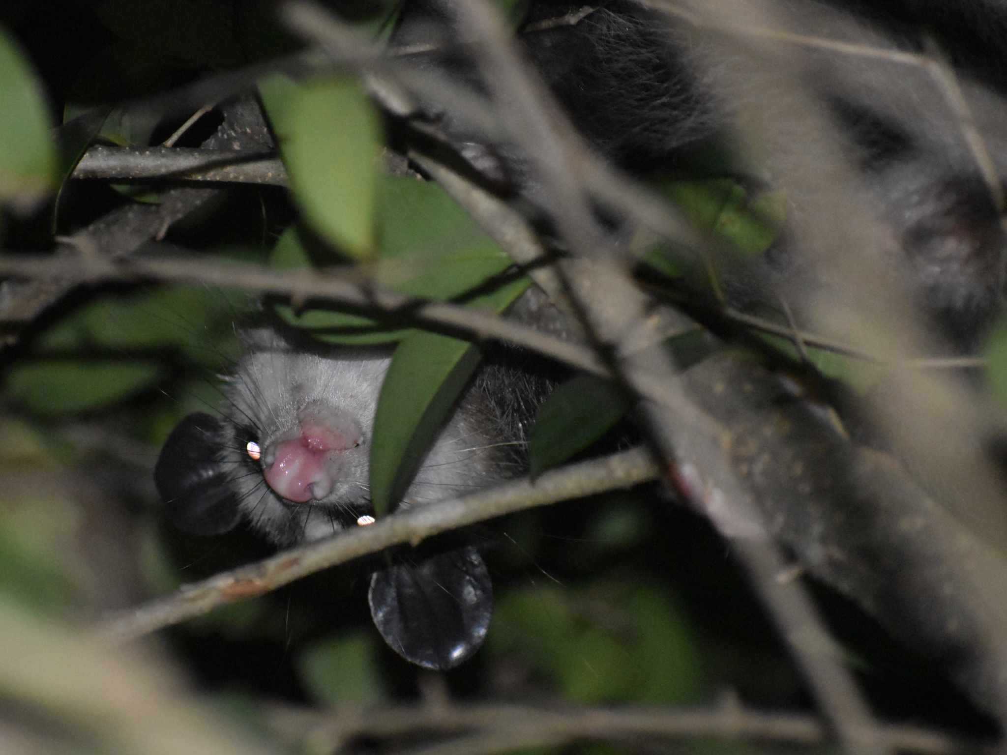 Didelphis virginiana<br>17 September, 2024