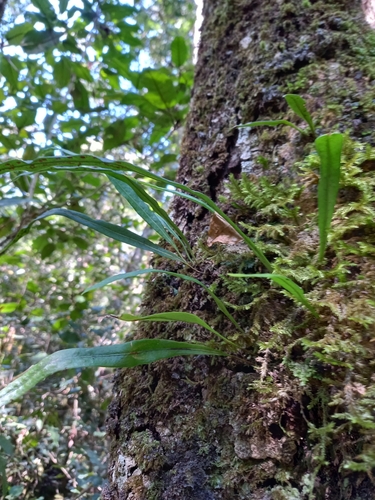 Smooth Lance-Fern (Lepisorus schraderi)