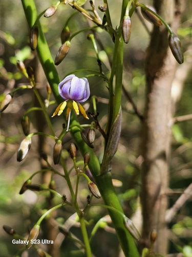 Dianella tasmanica