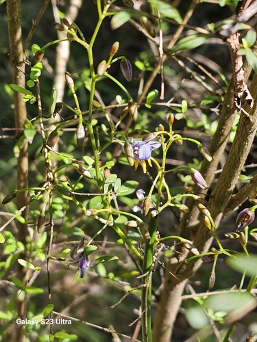 Dianella tasmanica