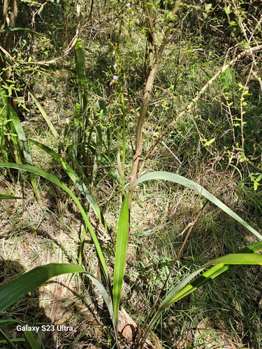 Dianella tasmanica