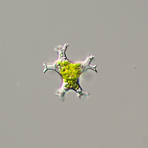 Pseudostaurastrum limneticum