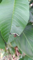 Phrynarachne ceylonica