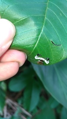 Phrynarachne ceylonica