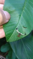 Phrynarachne ceylonica