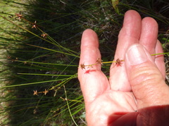 Carex echinata