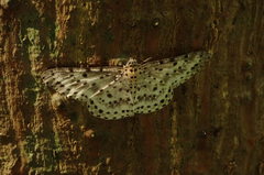 Percnia suffusa