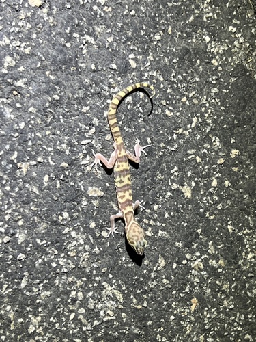 iNaturalist observation photo of Western Banded Gecko