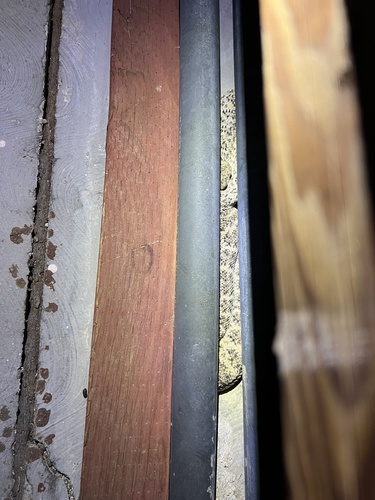 iNaturalist observation photo of Southwestern Speckled Rattlesnake