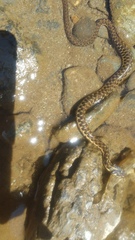 Thamnophis couchii
