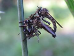Asilinae