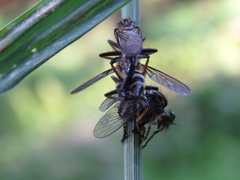 Asilinae