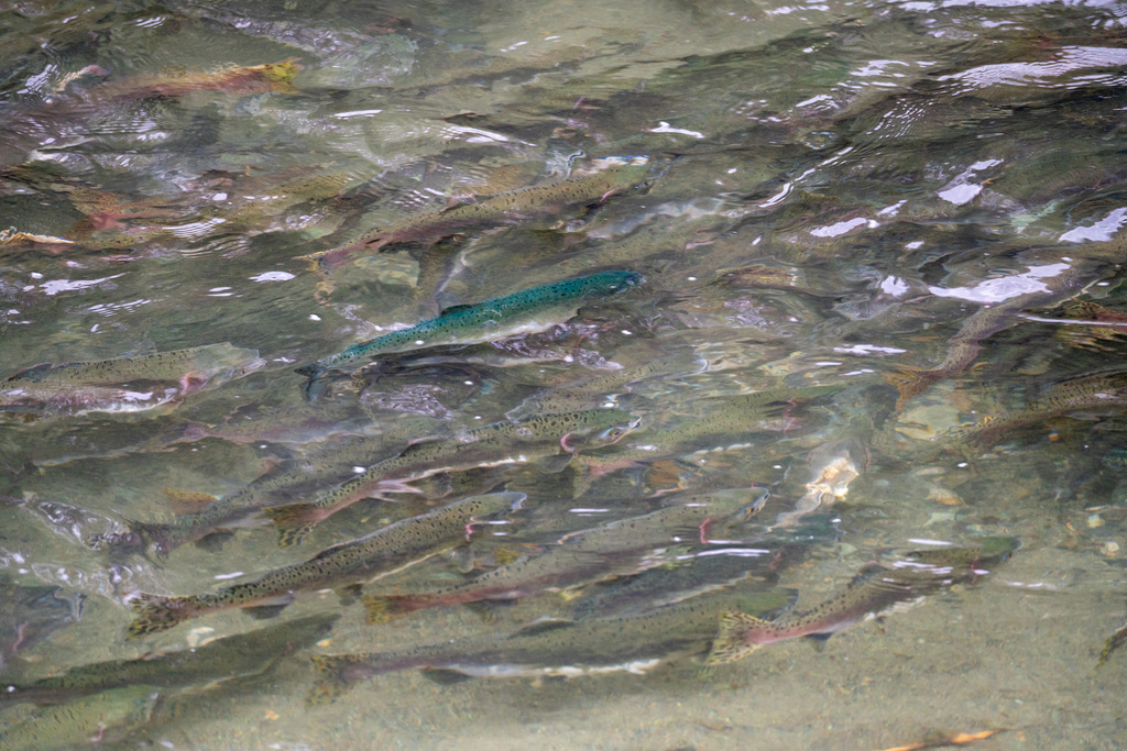Humpback (Oncorhynchus gorbuscha) — Salmonidae