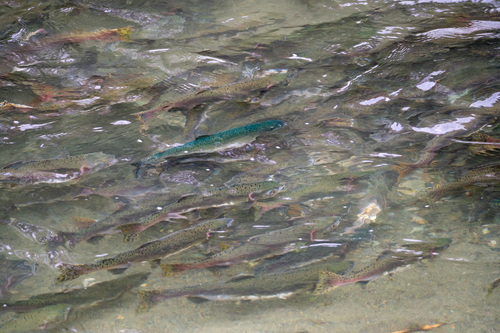 Humpback (Oncorhynchus gorbuscha) — Salmonidae