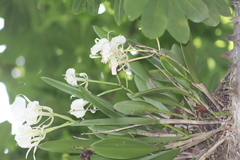 Brassavola