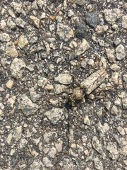 Enaphalodes cortiphagus