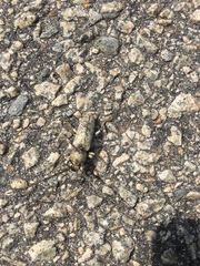 Enaphalodes cortiphagus