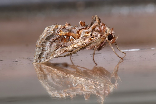 Wavy Chestnut Υ Moth photo 4